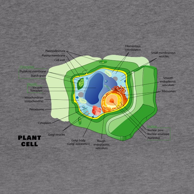 Diagram of a Plant (eukaryotic) Cell by sovereign120